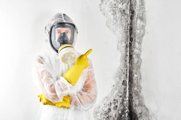  , USA Mold Removal Services Pros